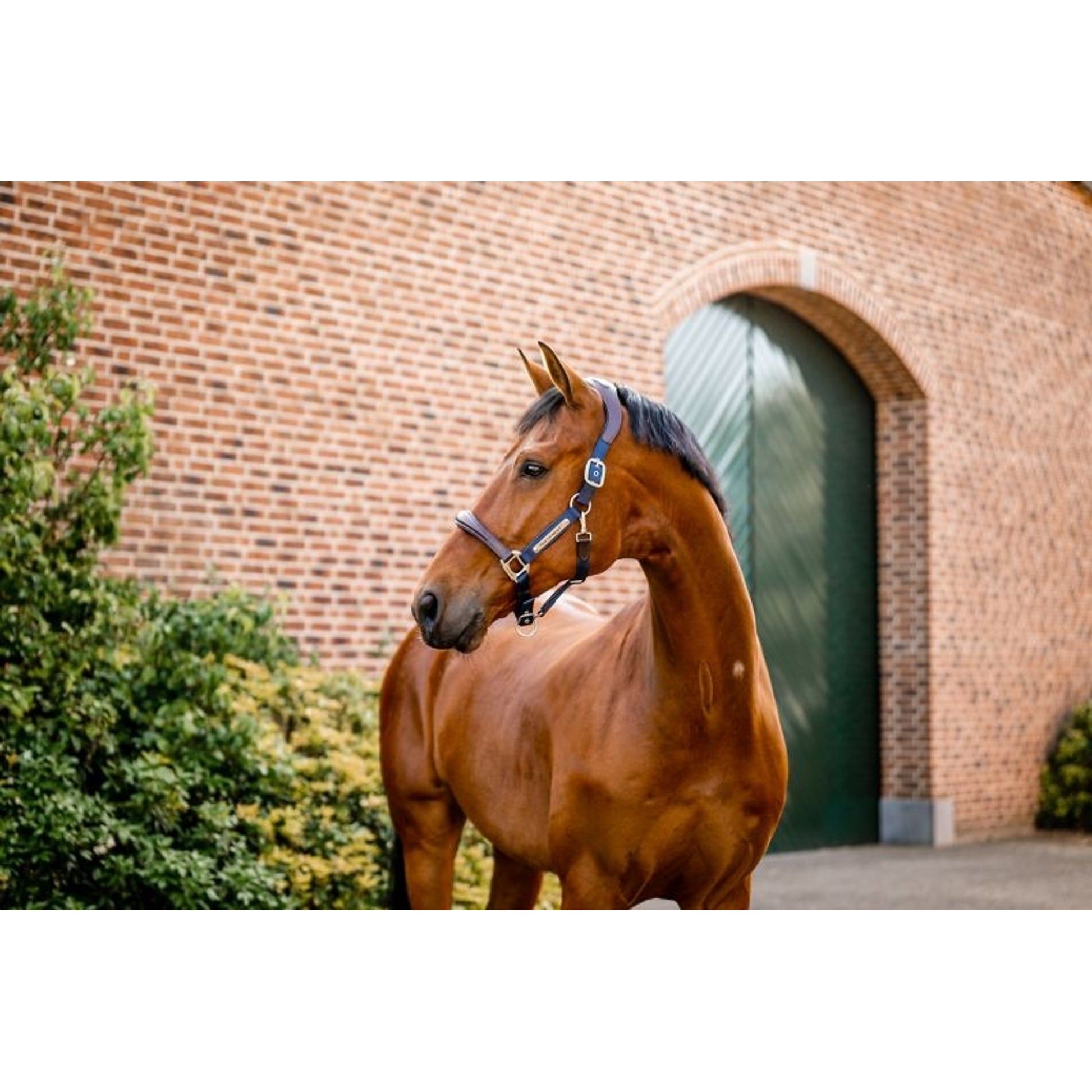 Horseware Sig Comp Halter