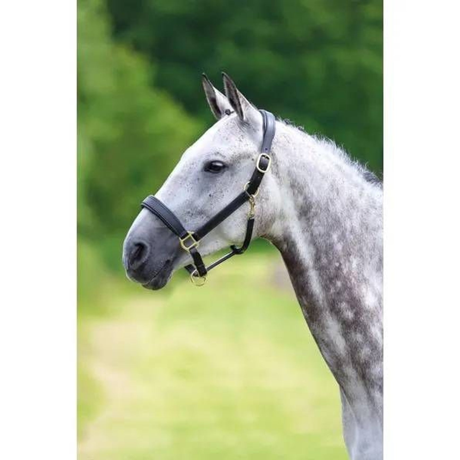 Shires Travel Headcollar