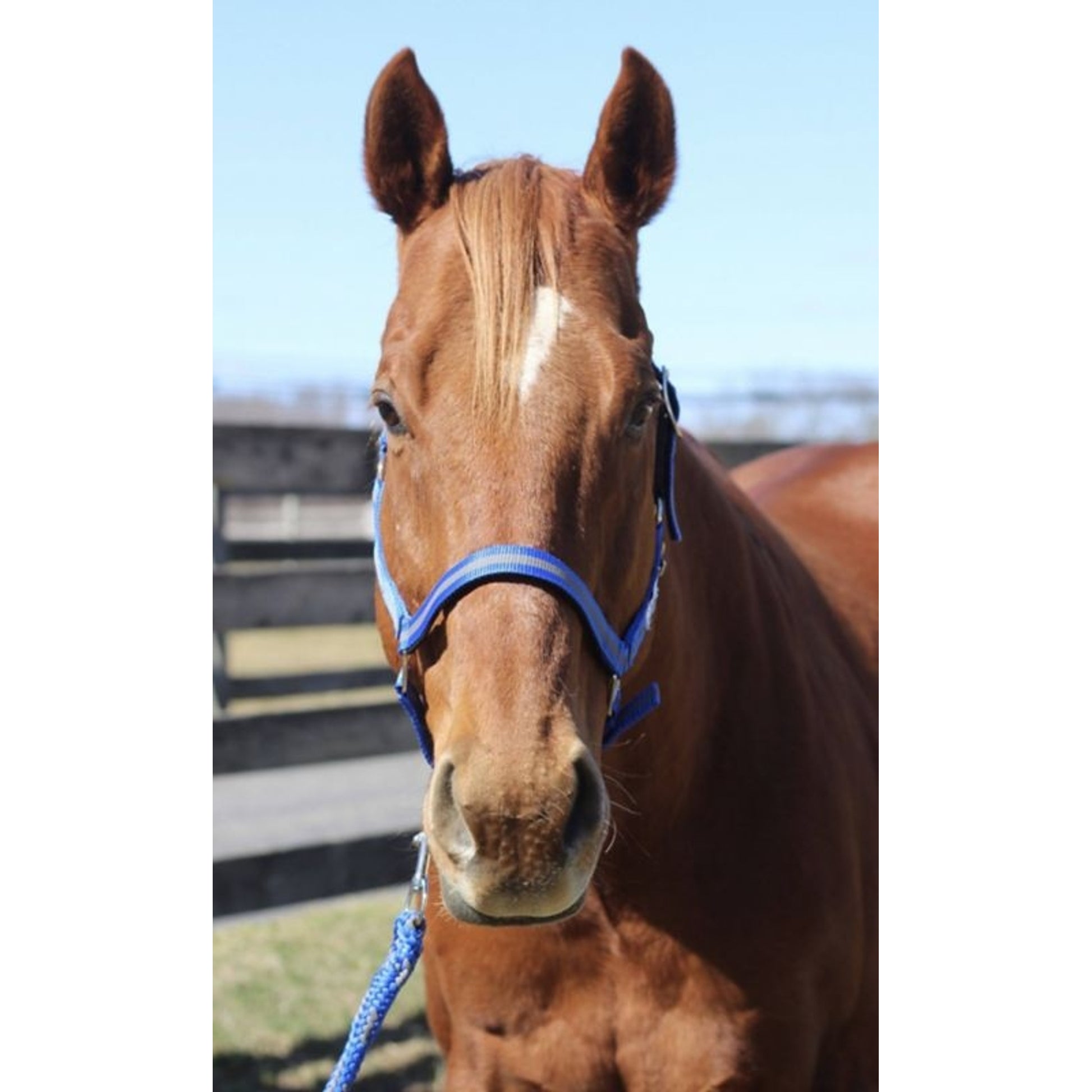 TuffRider Nylon Breakaway Halter & Lead Set