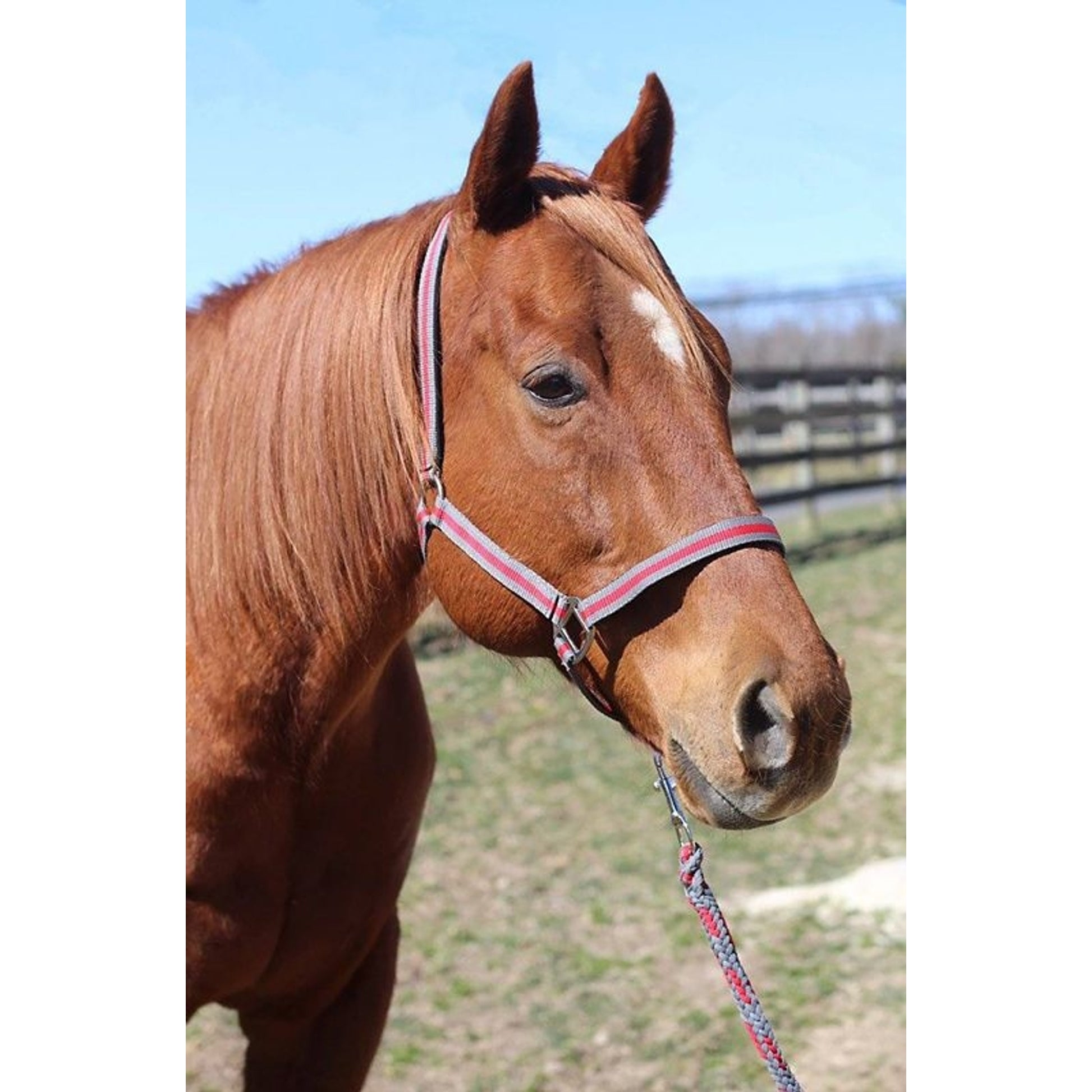 TuffRider Nylon Breakaway Halter & Lead Set