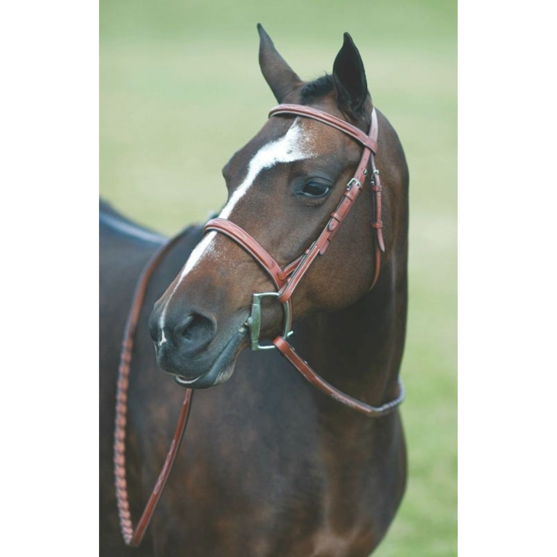 Rodrigo Pessoa Wide Noseband Show Bridle