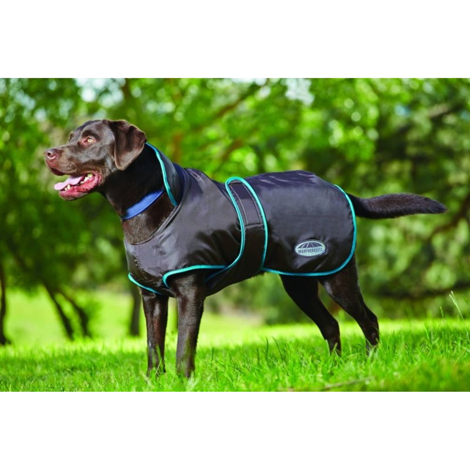 Weatherbeeta 420D Dog Windbreaker Fleece Lined with Belly Wrap
