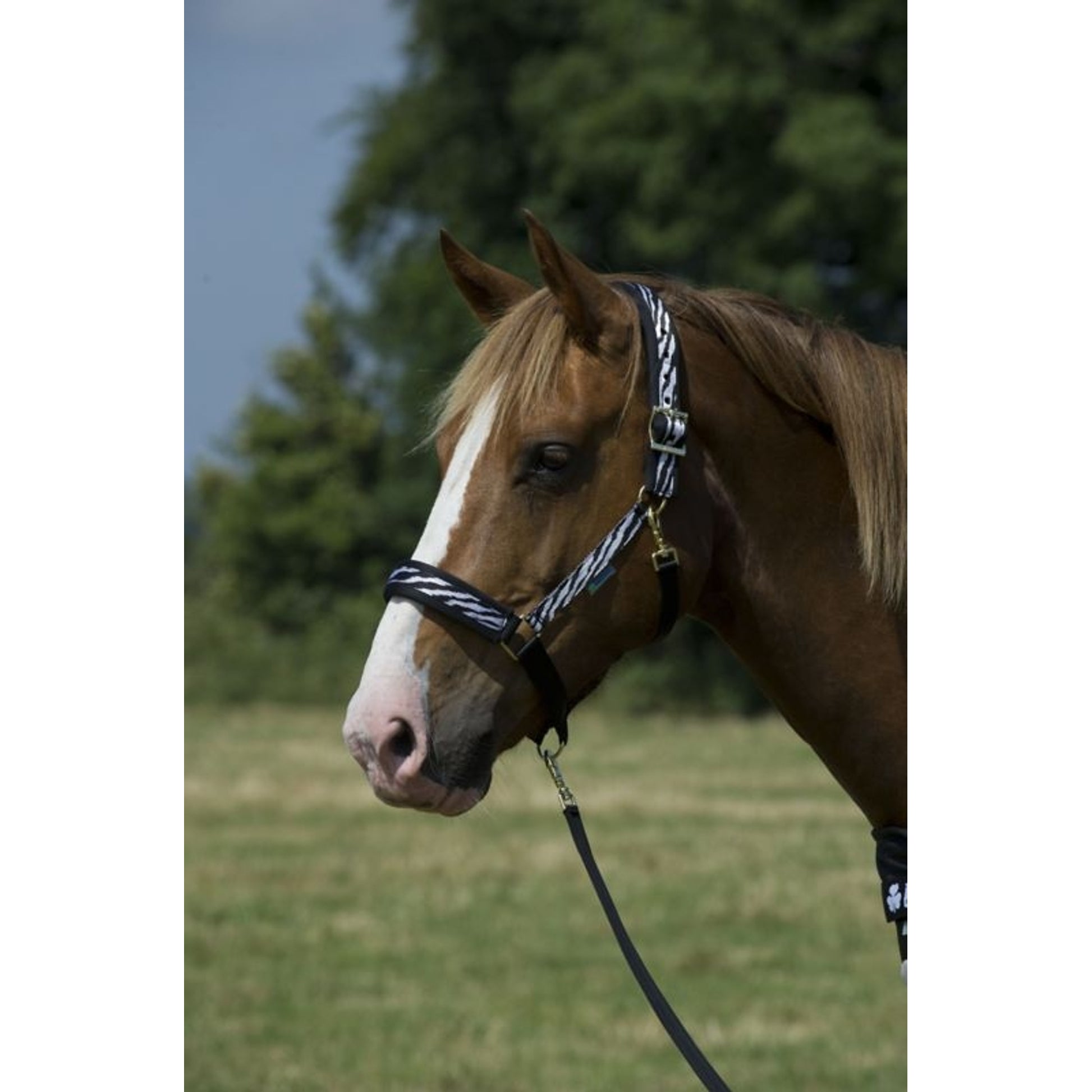 Bucas Dublin Halter Zebra Cob Zebra