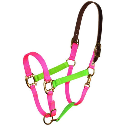 Perri's Color Vision Halter