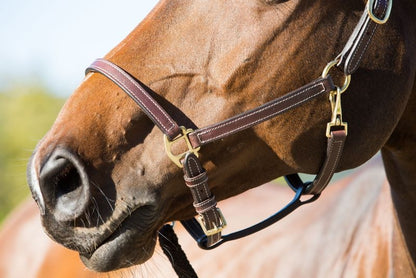 Horze Fremont Leather Horse Halter