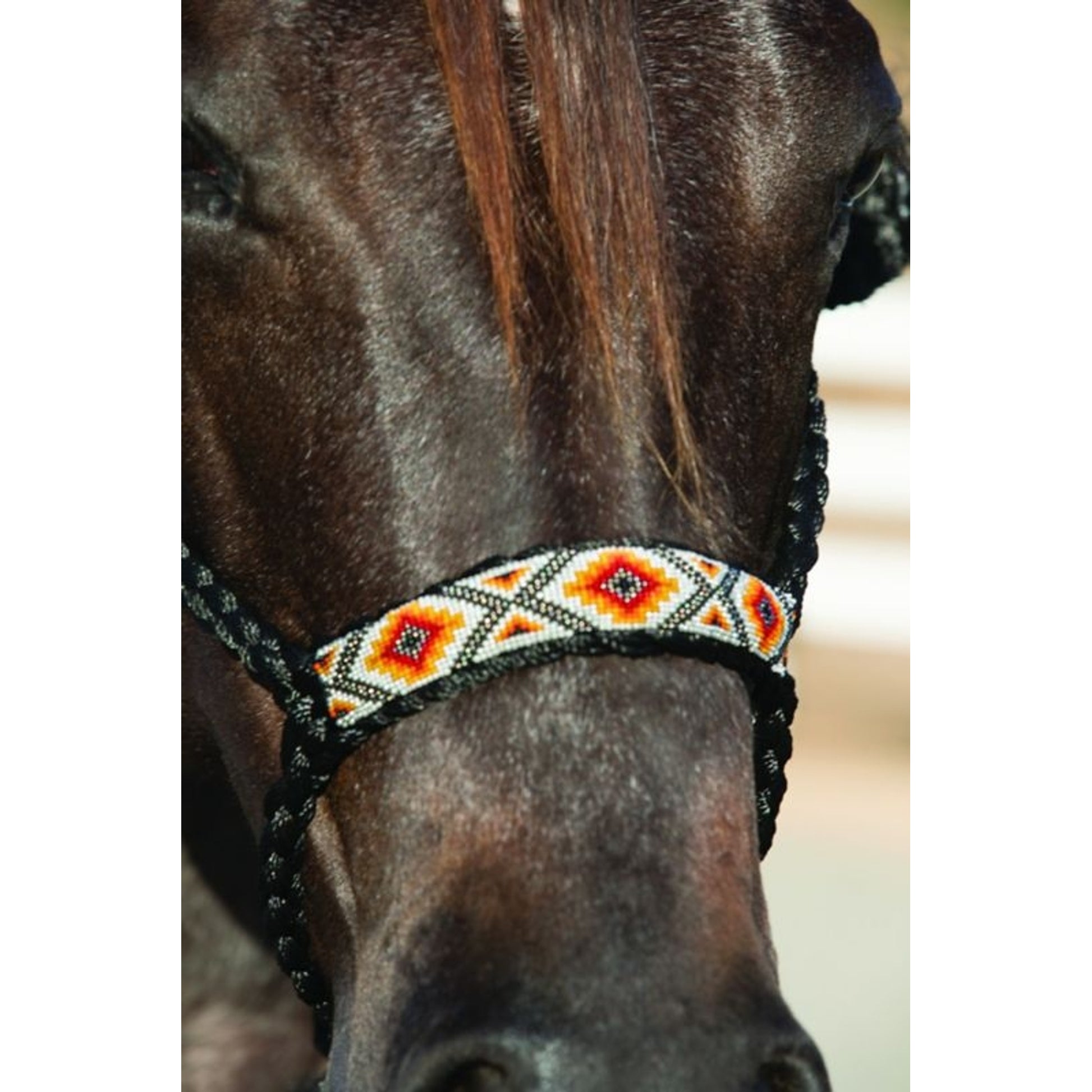Pro Cho Cowboy Braided Halter 10 Lead Black