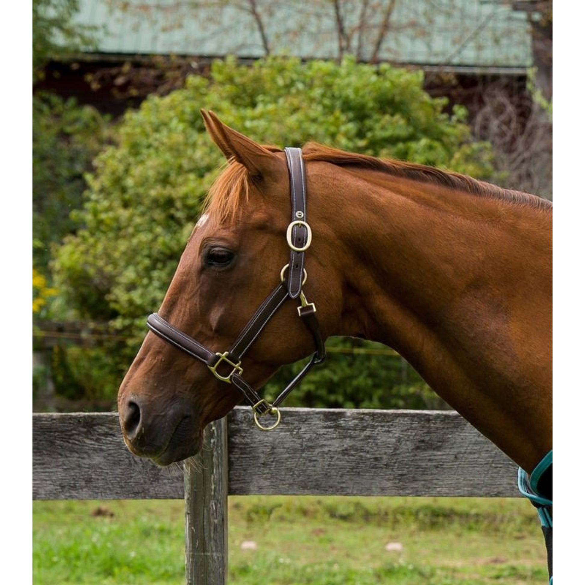 Henri de Rivel Kushy Plain Raised Halter with Flat