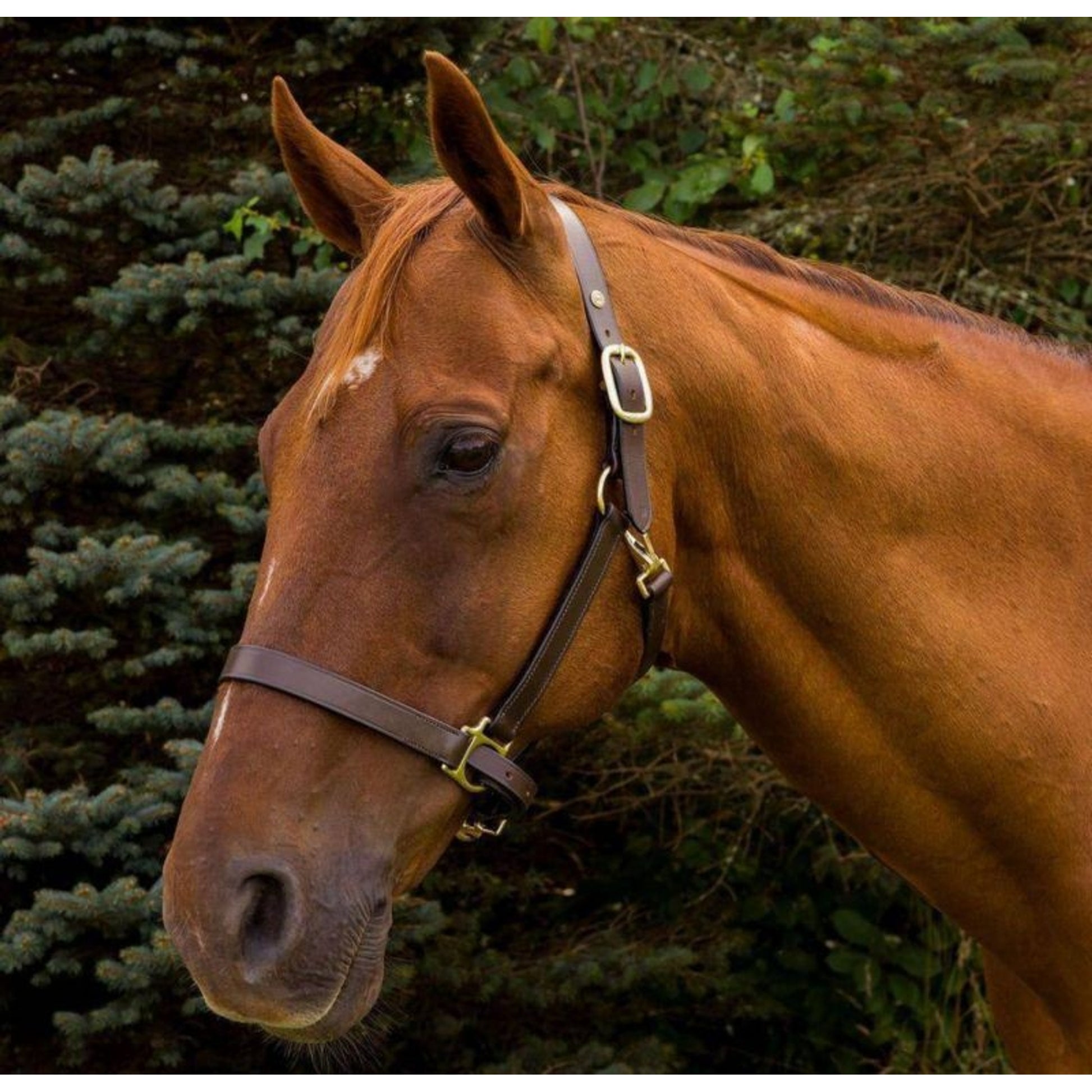 Advantage Leather Halter/ Comfort Padding Horse Br