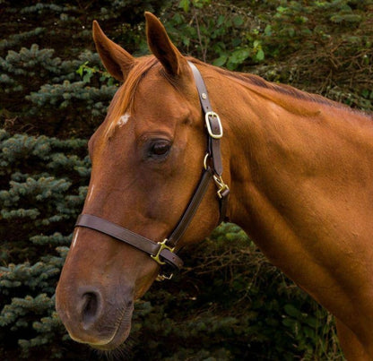 Advantage Leather Halter/ Comfort Padding Horse Br