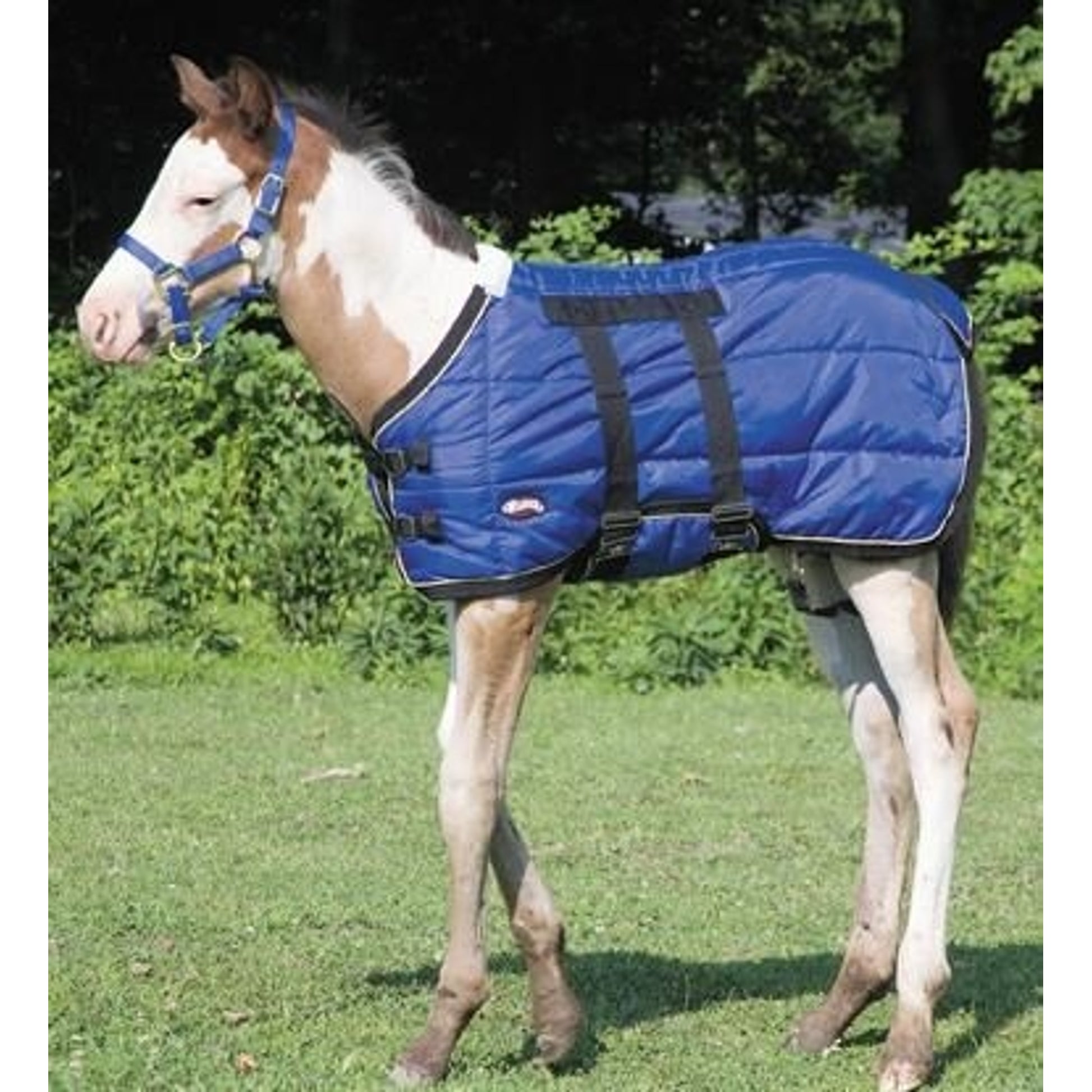 Weaver 420D Foal Stable Blanket 39 Black