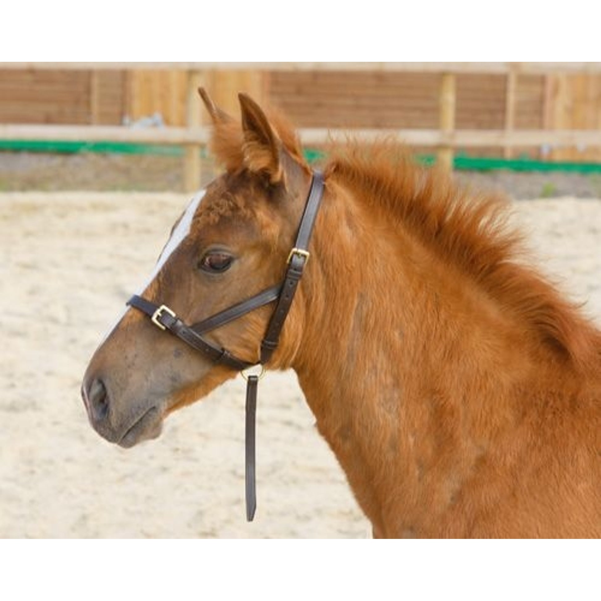 Leather Foal Slip Foal Havana