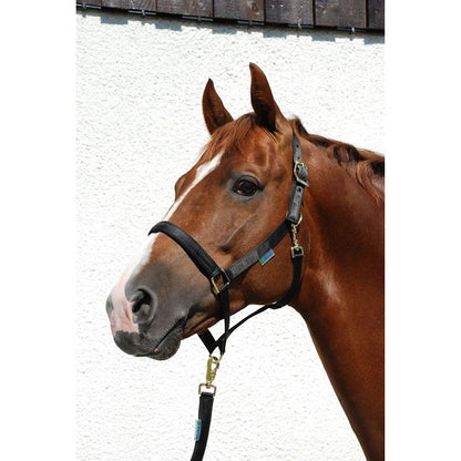 Bucas Dublin Halter Cob Black