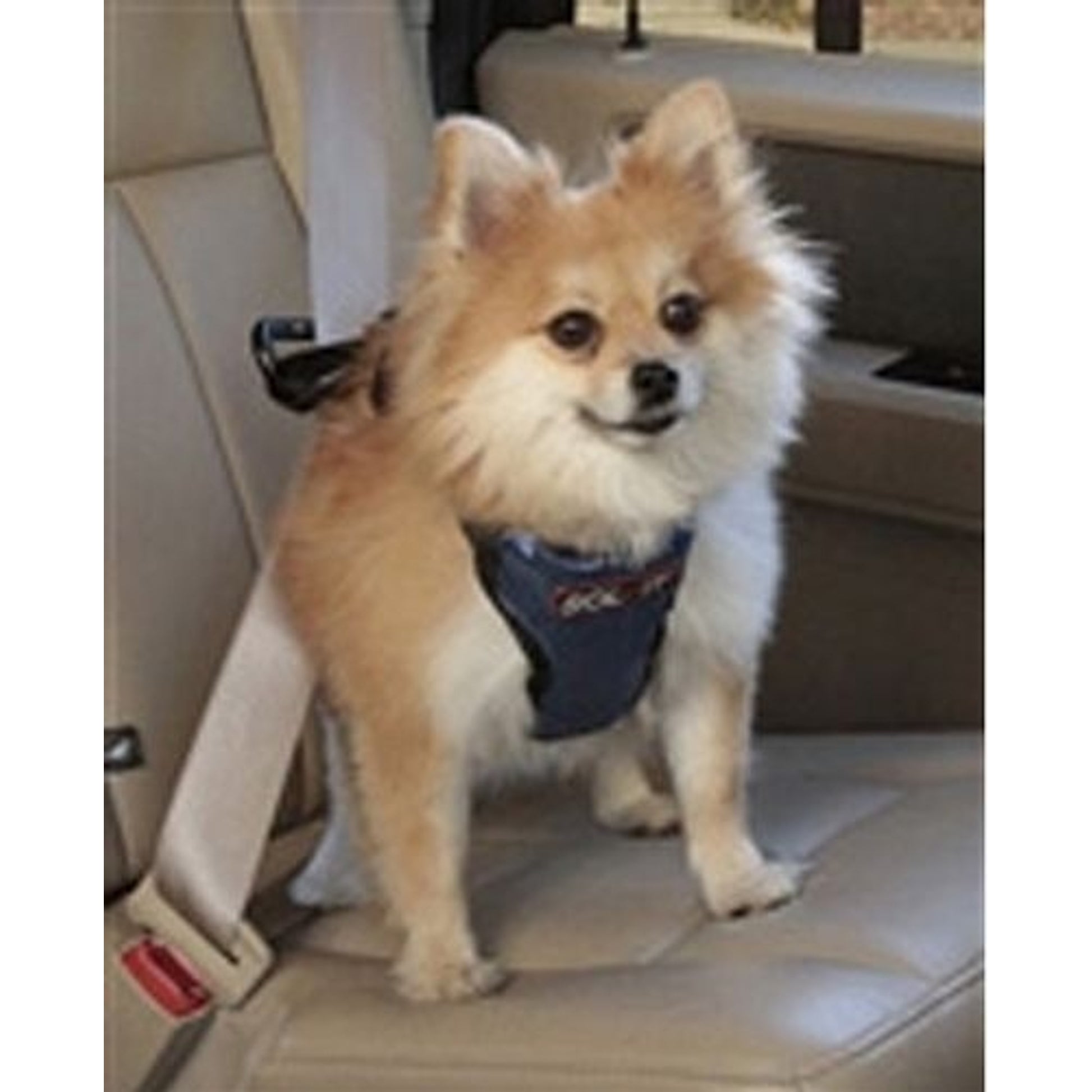 Solvit Pet Vehicle Safety Harness