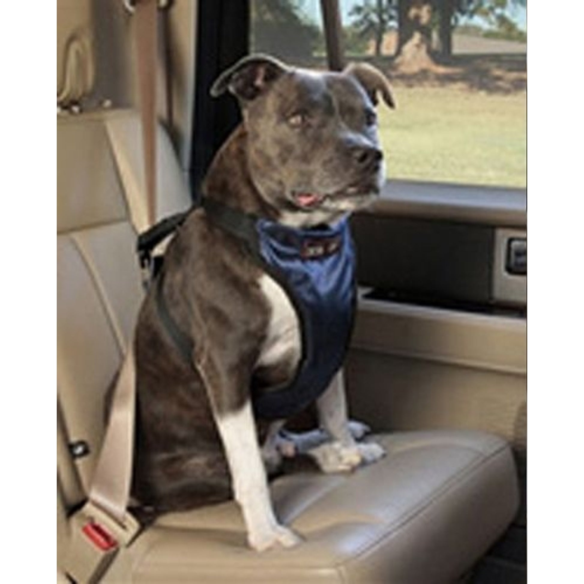Solvit Pet Vehicle Safety Harness