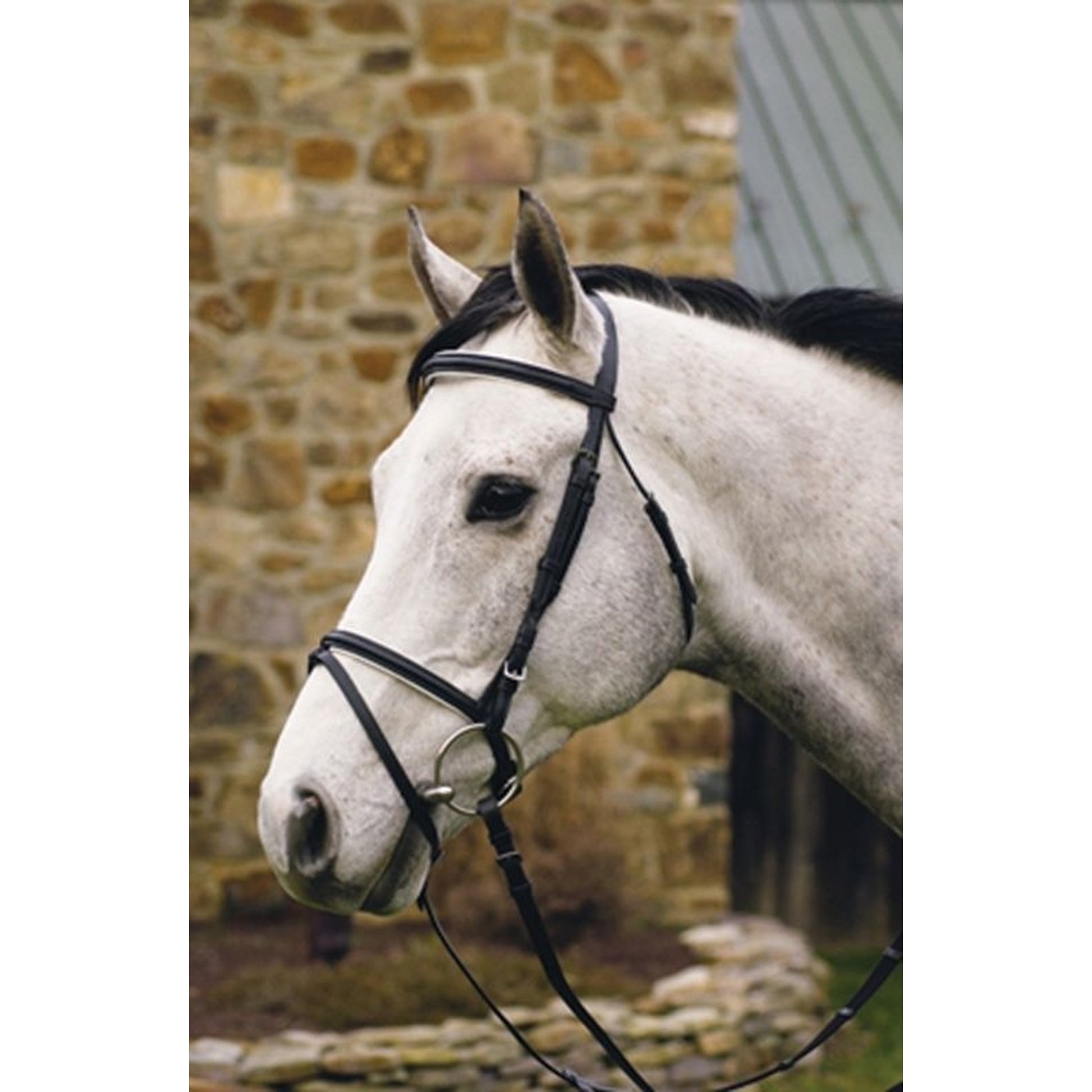 HDR Padded Dress Bridle/Flash